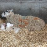 Eight things I learned at the farm