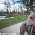 Small children v dogs: What are the similarities?