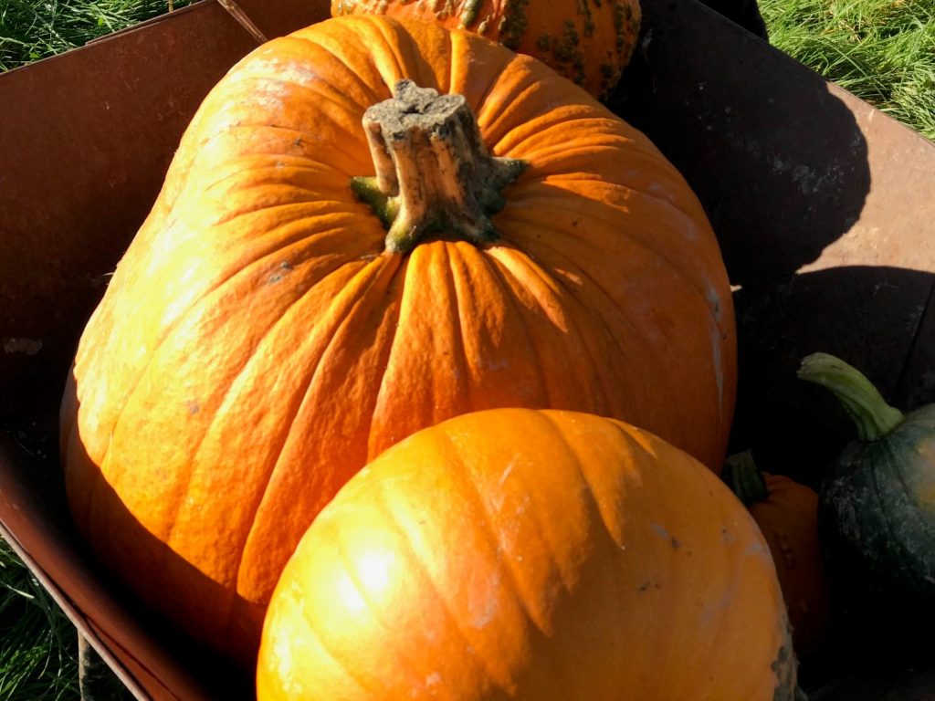 halloween pumpkins