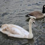 feeding the ducks