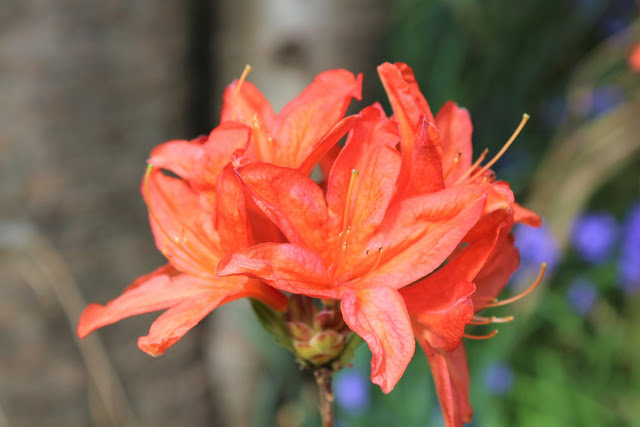 azalea at riverhill himalayan gardens azalea at riverhill himalayan gardens