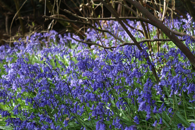bluebells at riverhill himalayan gardens An Easter Bunny hunt and Bluebells at Riverhill Himalayan Gardens, Sevenoaks, Kent