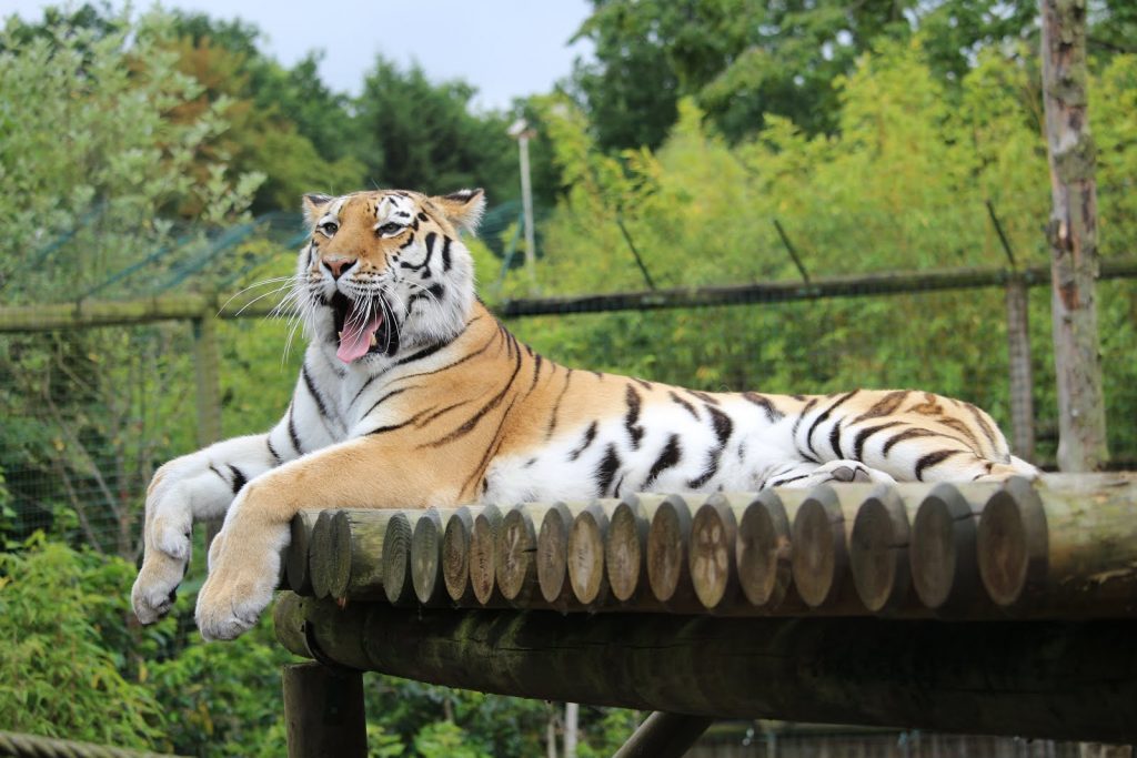 Tiger at Paradise Wildlife Park
