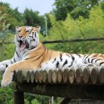 Tiger at Paradise Wildlife Park