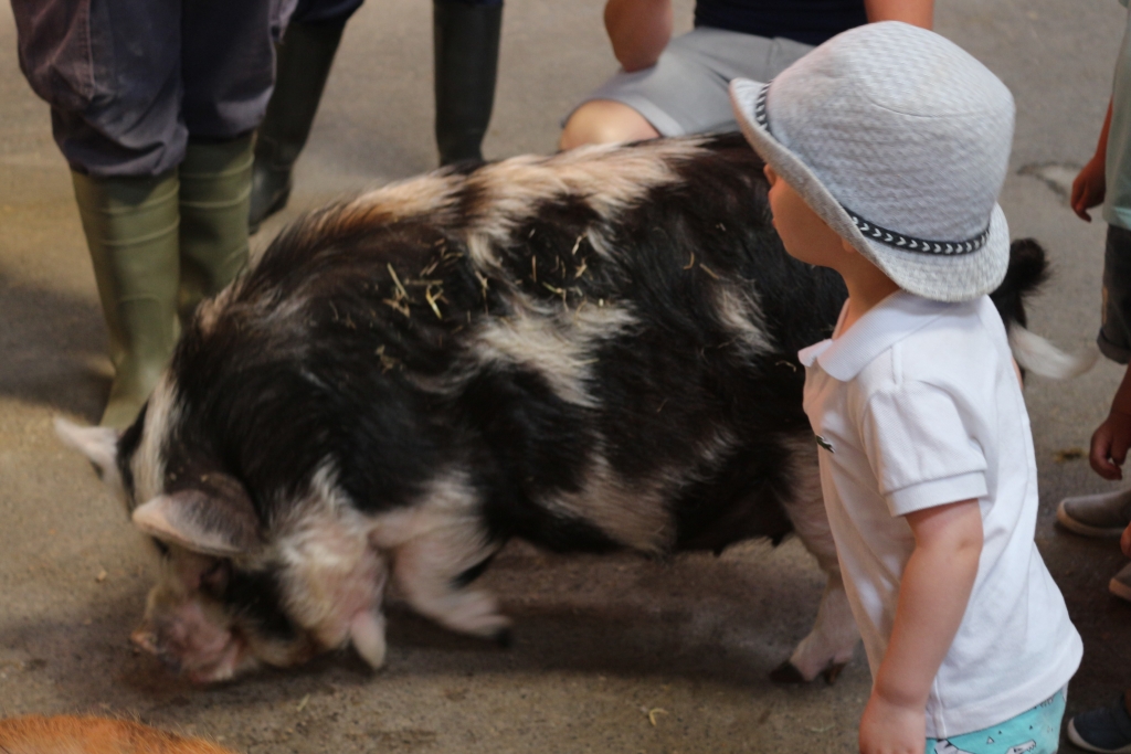 Farmer Palmer's Farm Park - meeting the pigs