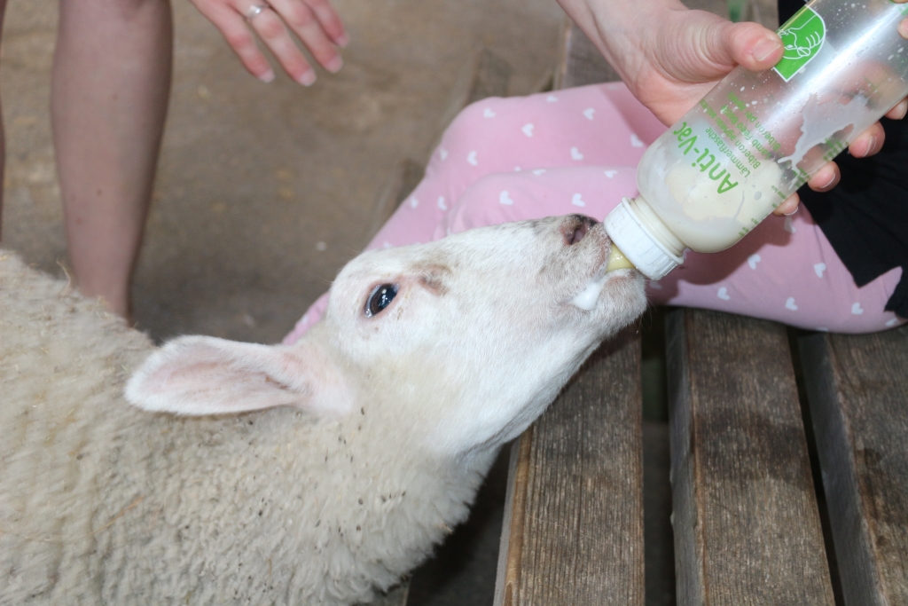 Farmer Palmer's Farm Park - feeding lambs