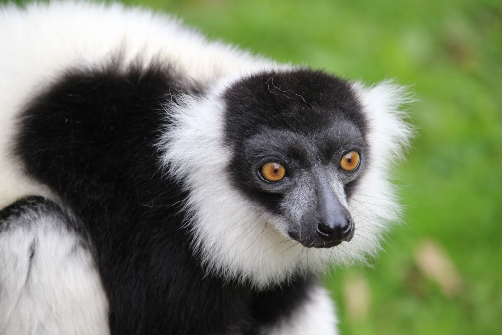 Howletts Wild Animal Park Animals of the Ice Age Lemur walkthrough