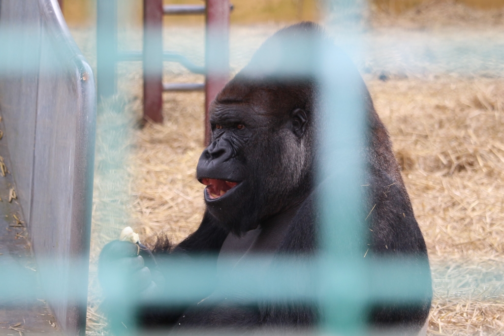 Howletts Wild Animal Park Gorilla