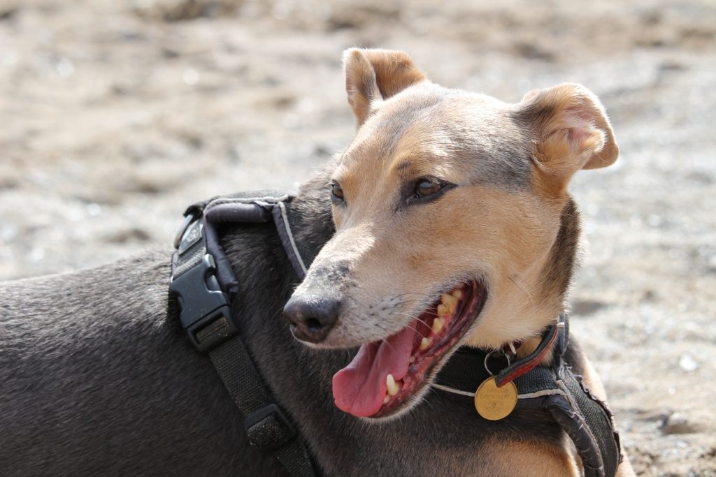 Dog friendly holiday in Devon: John Fowler South Bay Holiday Park Brixham Devon (61)