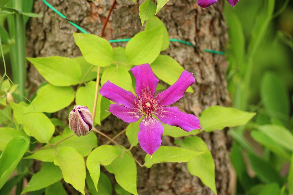 Clematis