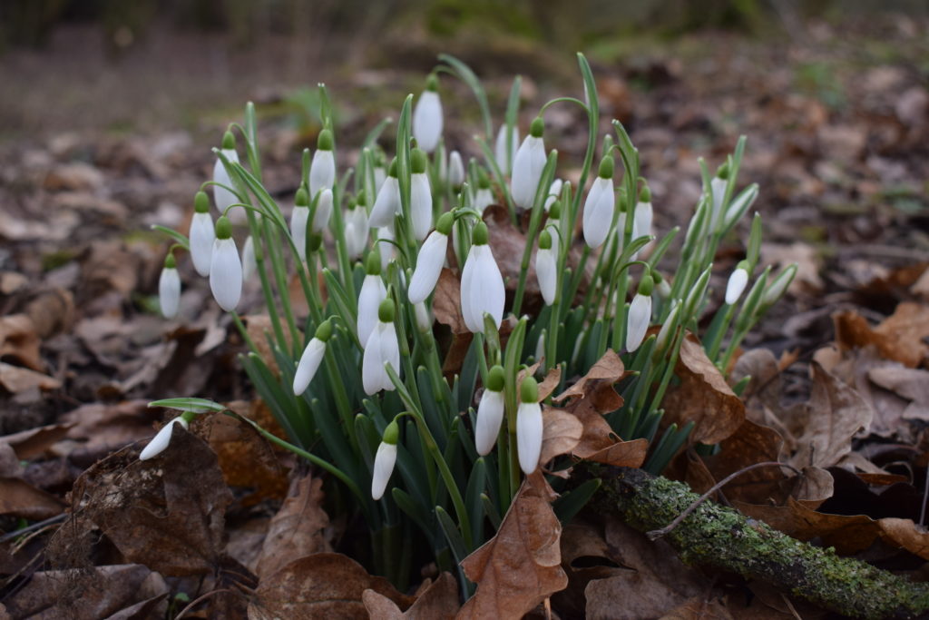 Preparing your garden for spring