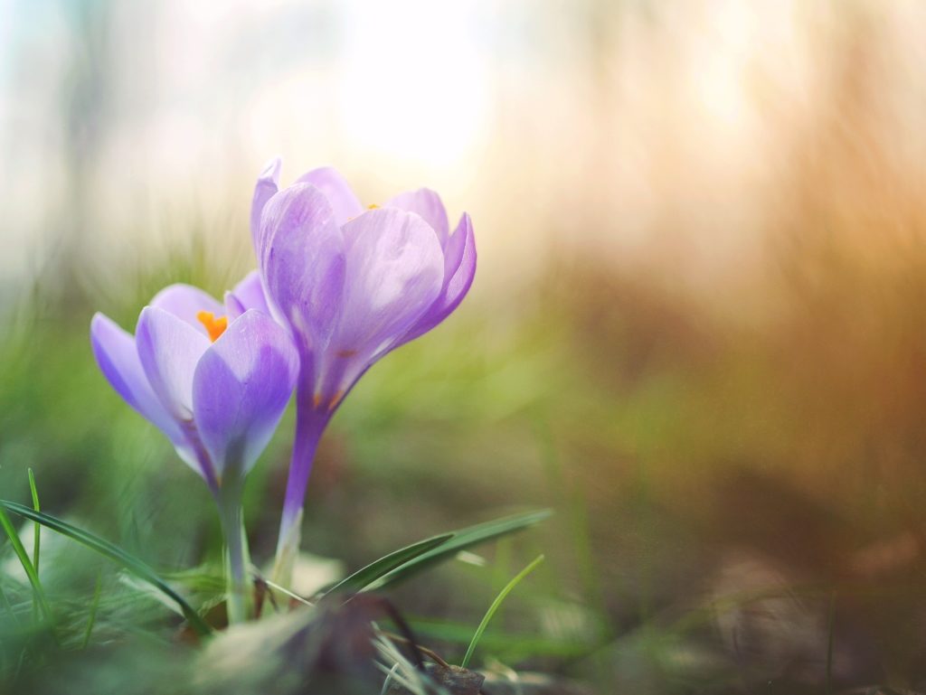 Crocus - Preparing your garden for spring