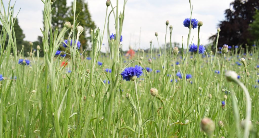 Cornflowers at Hever Castle