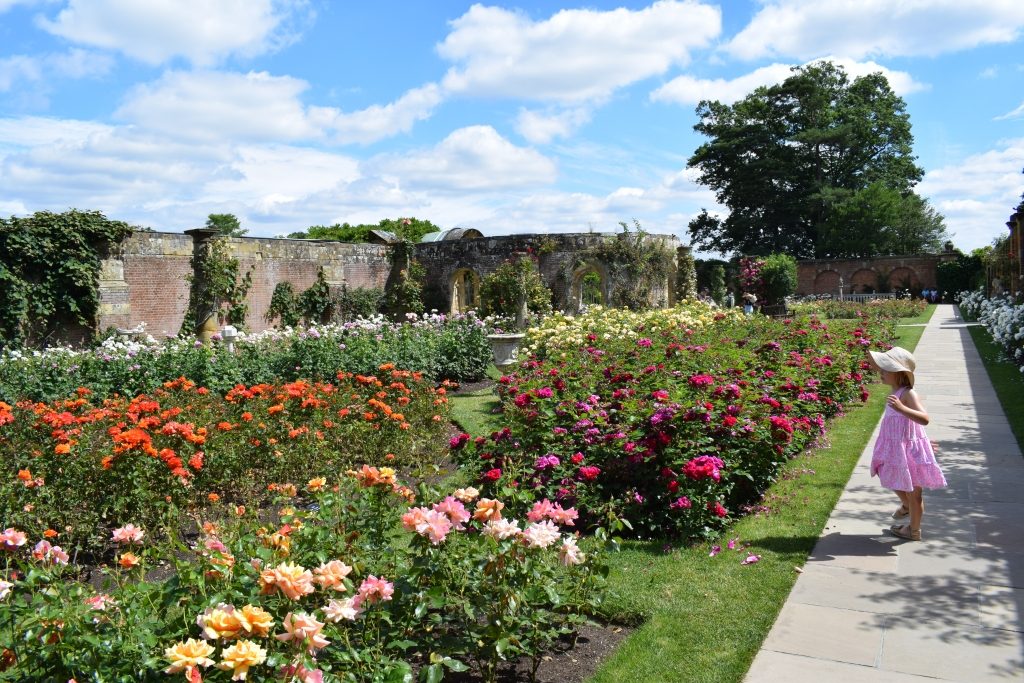 The Rose Garden