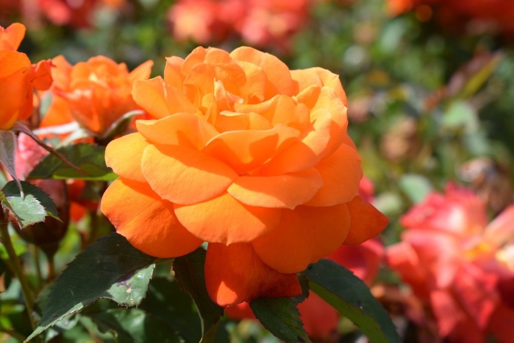 Rose