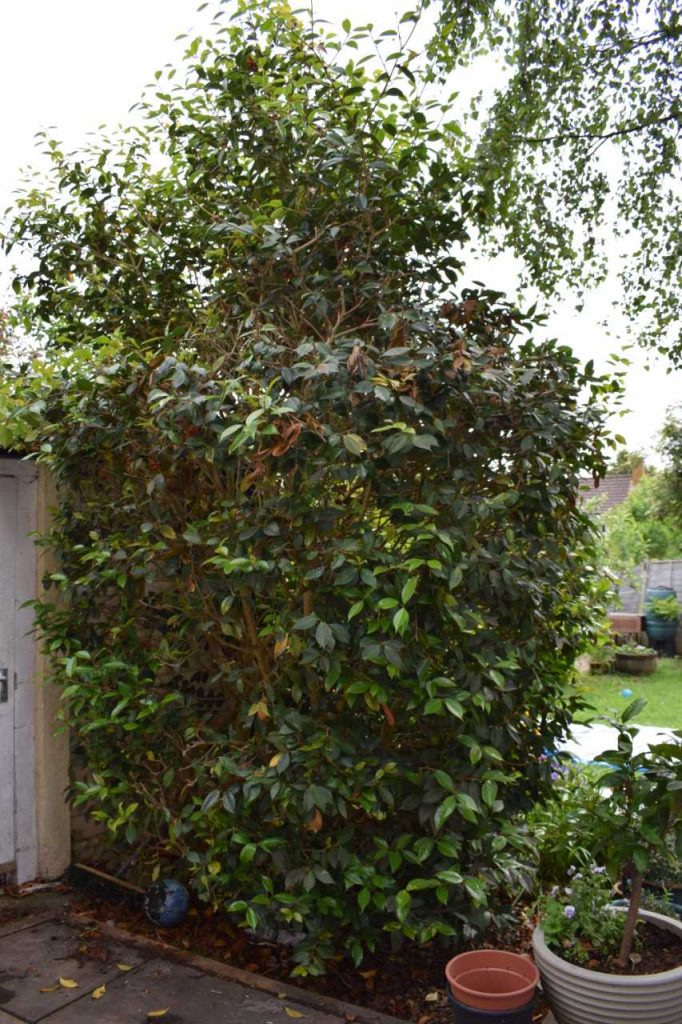 a big camellia