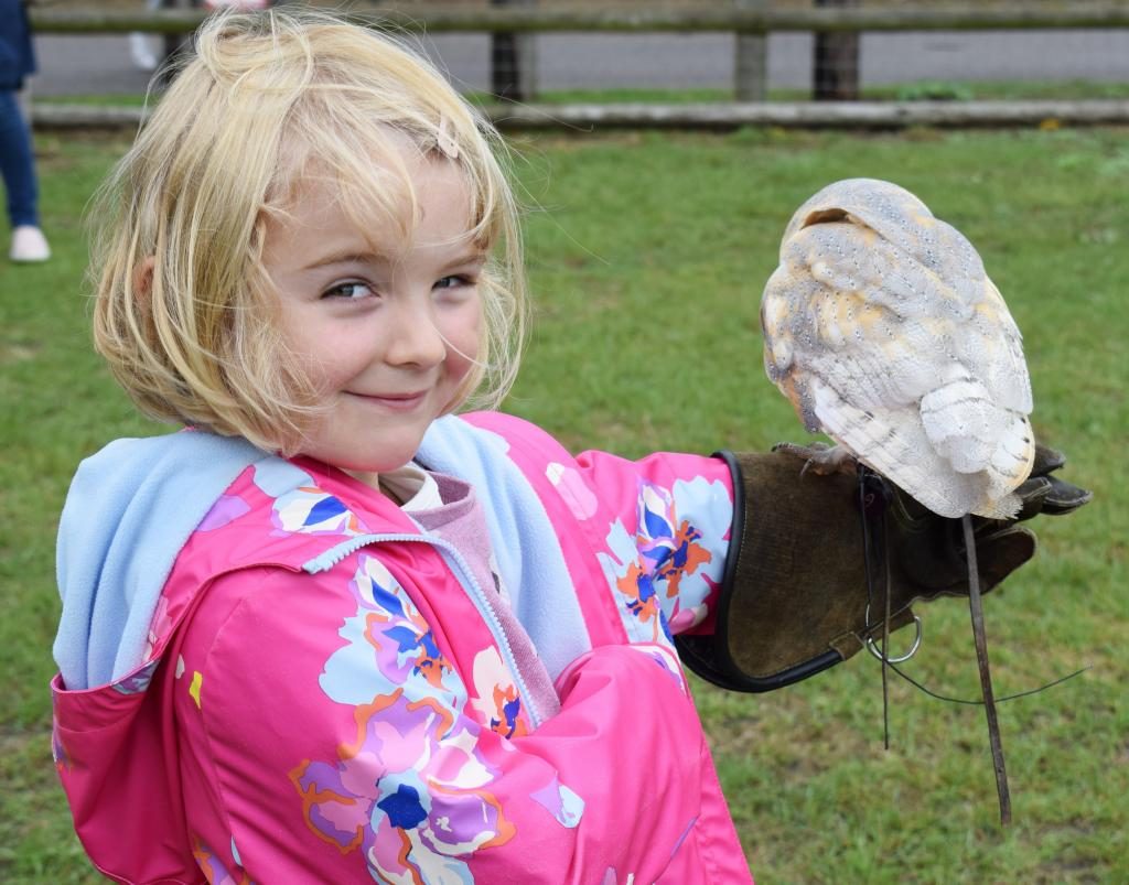 Barn owl at Imperial Bird of Prey Academy Billericay