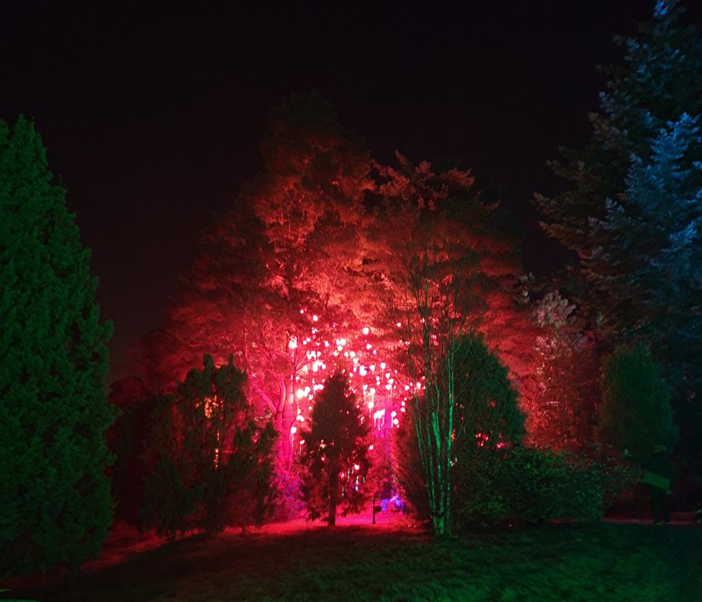 Bedgebury at Christmas: The 2019 Bedgebury Pinetum Christmas light trail