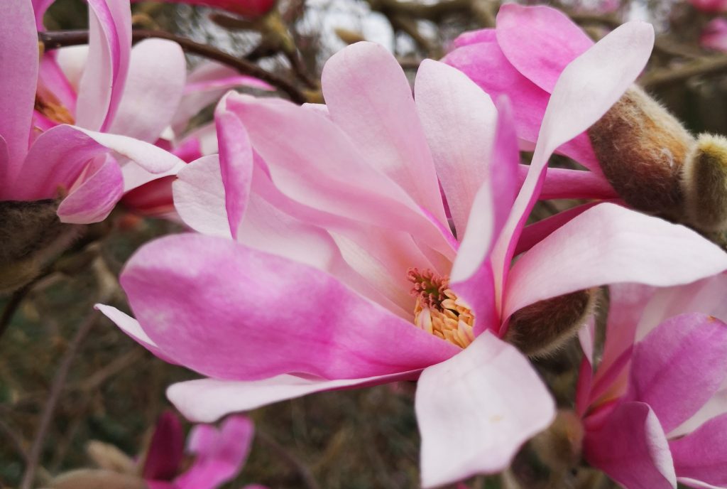 magnolia