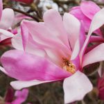 magnolia