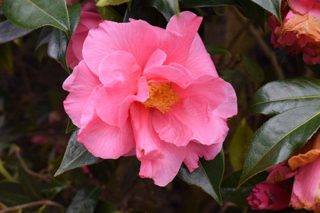 camellia spring garden