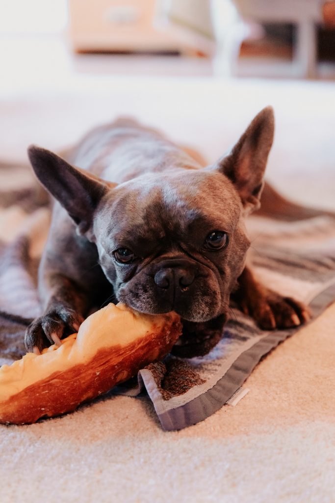 Helping Your Family to Introduce Your Pet to the Raw Food Lifestyle