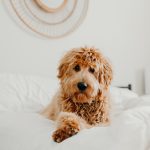 Helping Your Family to Introduce Your Pet to the Raw Food Lifestyle