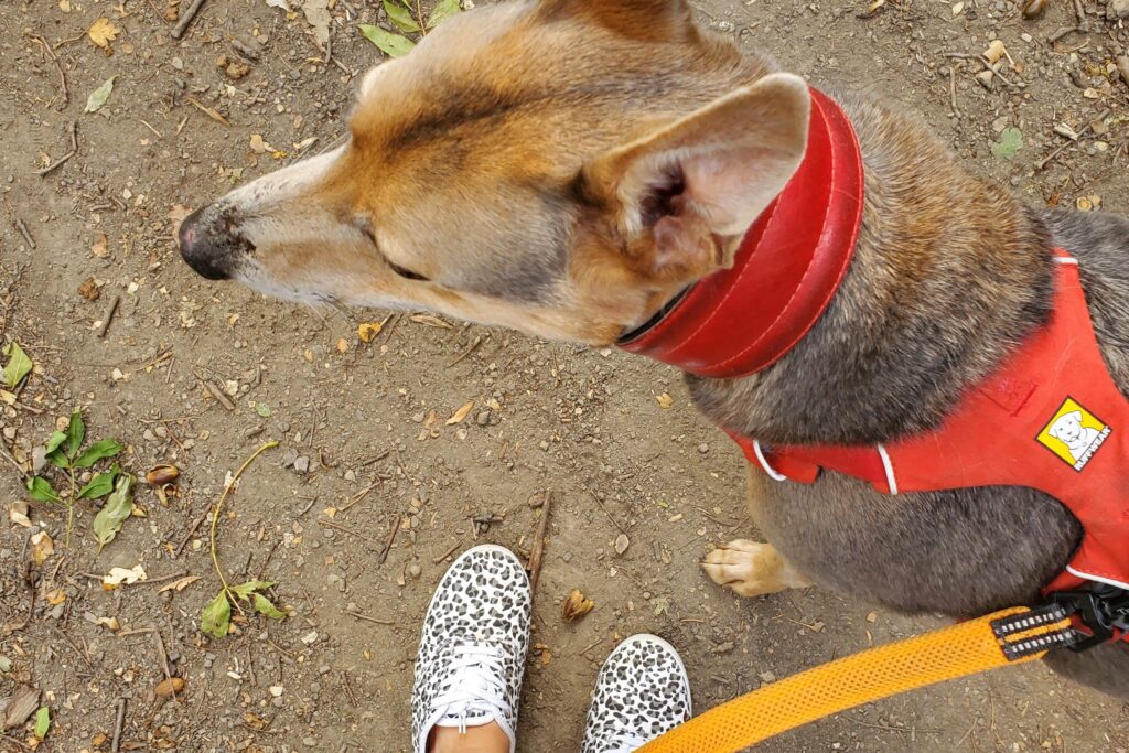 taking dog for a walk