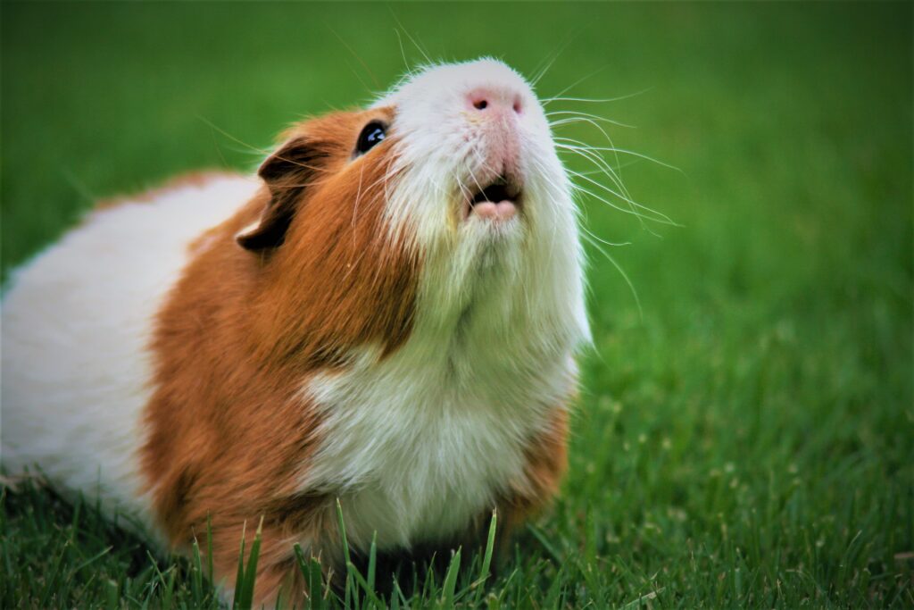 pet guinea pig