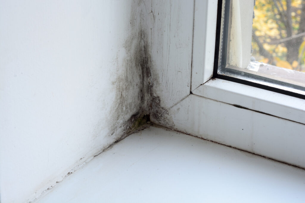 Mould on the window in the house