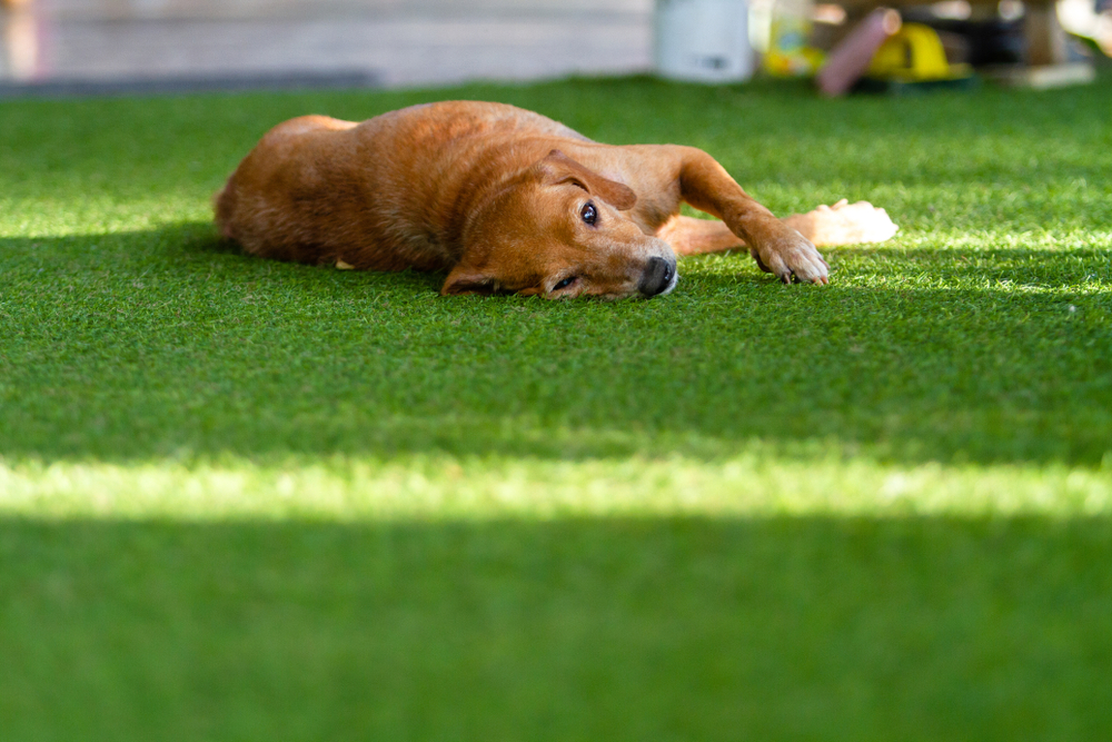 How Artificial Grass Can Help Out Your Garden