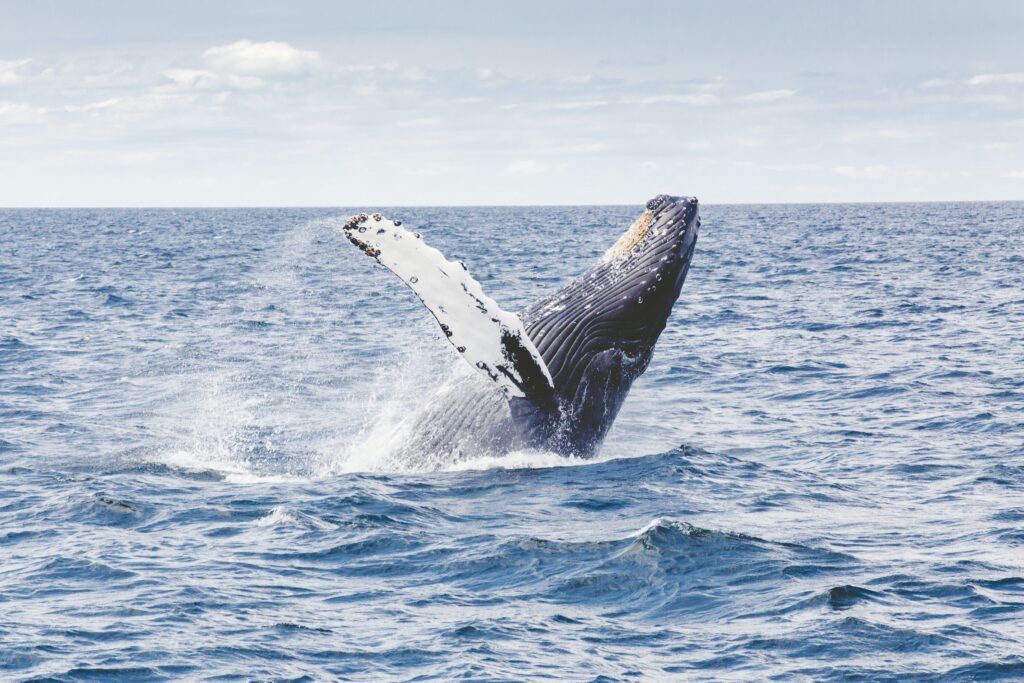 blue whale