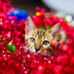 How not to do the festive season: Christmas disasters