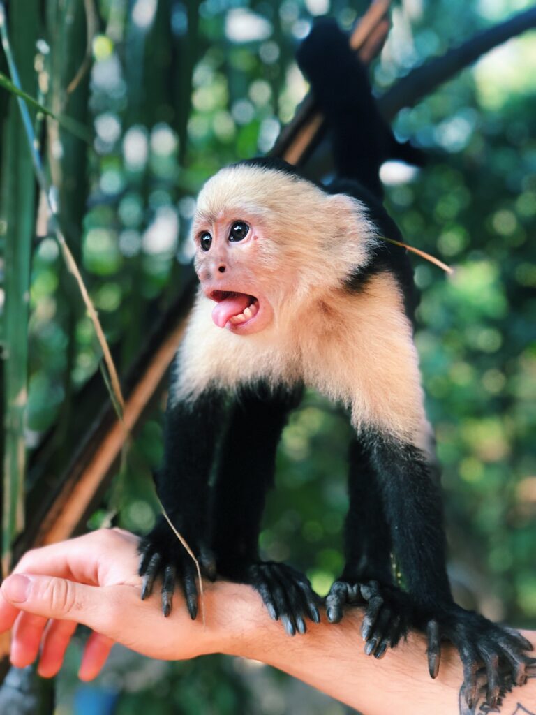 Costa rica nature: Spider monkey