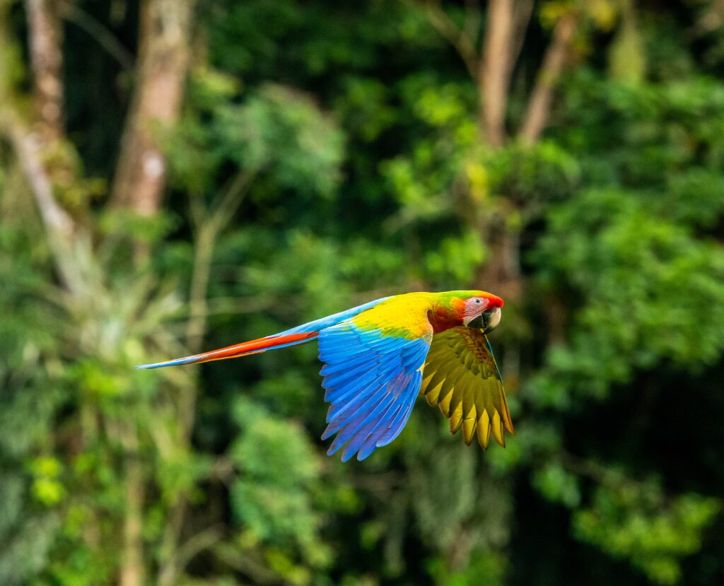 Costa rica nature macaw