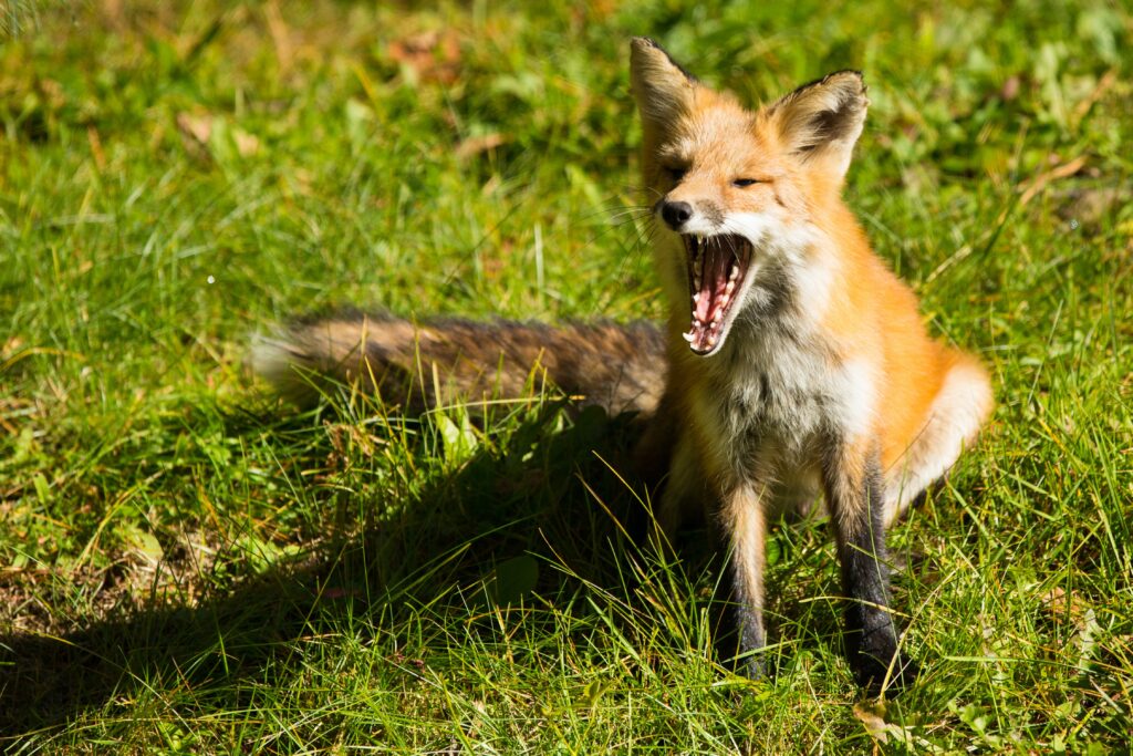 fox