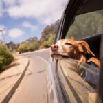 dog car seat covers