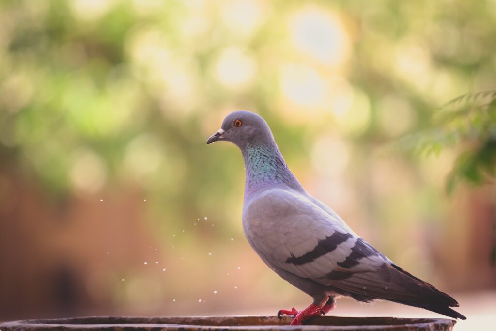 pigeon