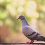 pigeon