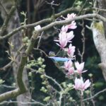 Birdwatching, and other signs that I am definitely middle aged