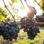 The Benefits of Grape Alcohol Organic Grape Alcohol