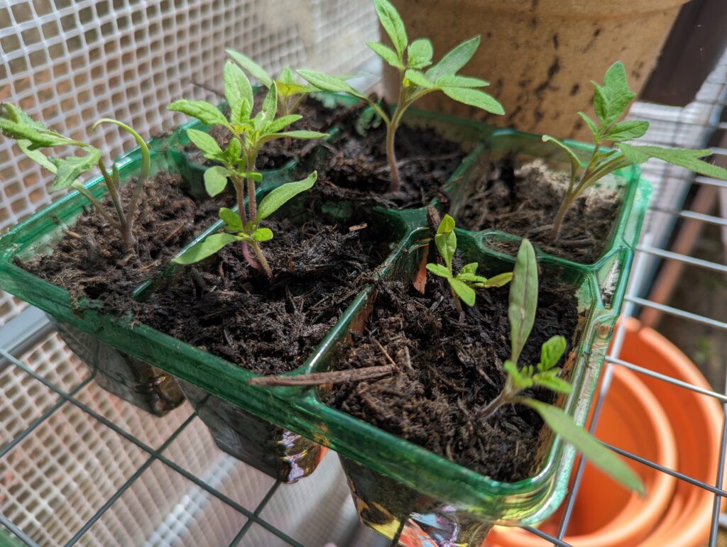 greenhouse from wilcos for £40