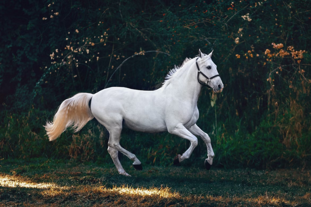 If Your Equestrian Pet Is Showing Signs Of Weakness You Should Do These Things