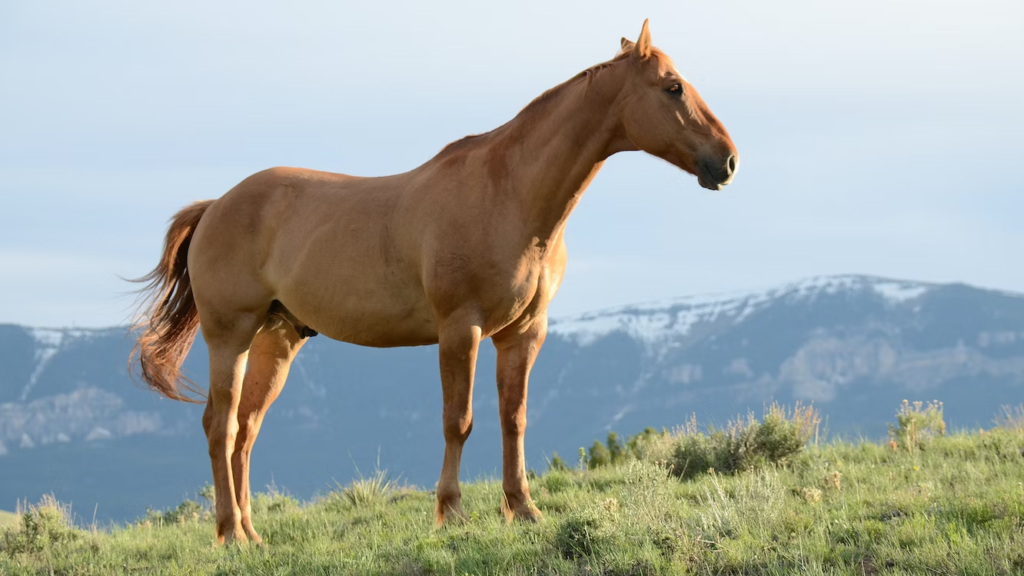 If Your Equestrian Pet Is Showing Signs Of Weakness You Should Do These Things