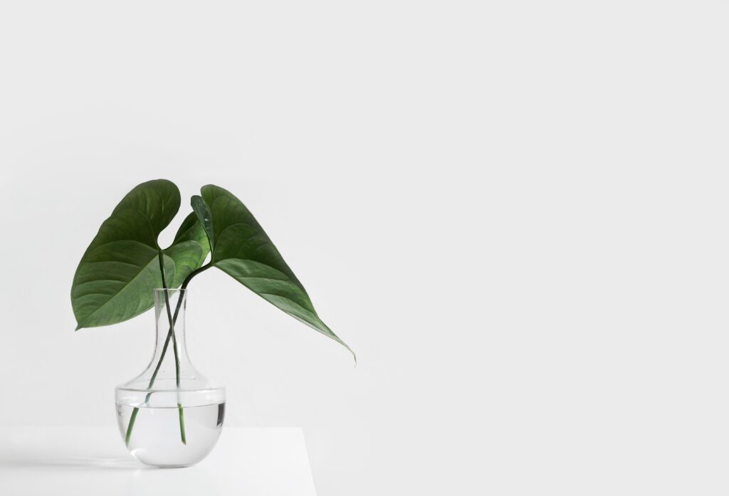 Green leafed plants in a vase with water, photographed with a clear background