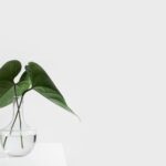 Green leafed plants in a vase with water, photographed with a clear background