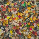 Composting Or Leaf Removal: Things To Know About Fall Lawn Clean-up