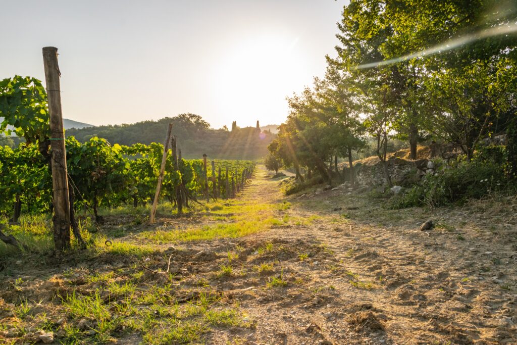 chianti