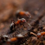 Mastering Pest and Disease Management in Commercial Horticulture