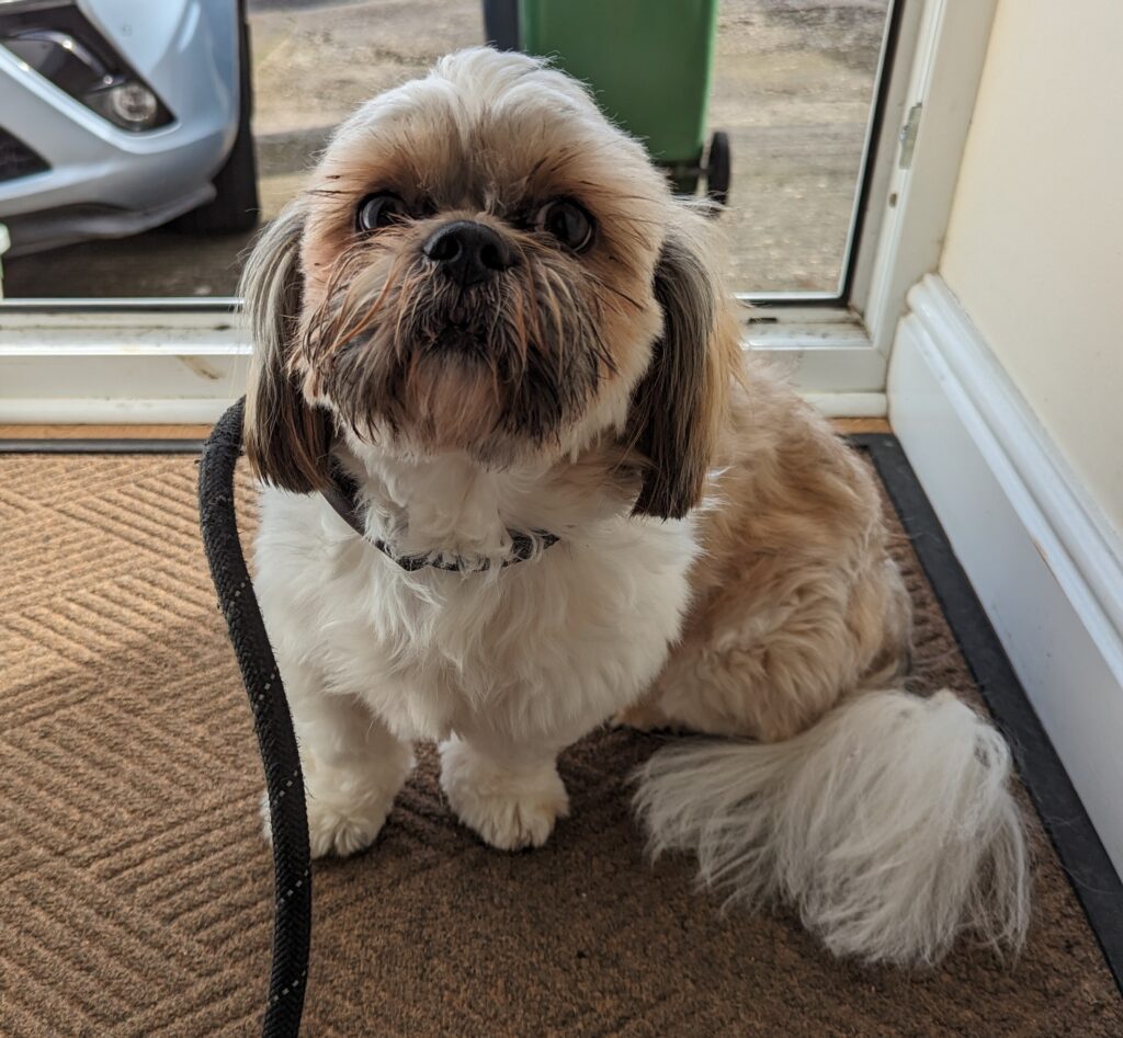A lost Shih Tzu